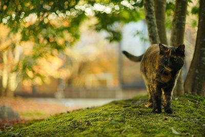 A tortoiseshell cat standing in japanese garden at autumn leaves season