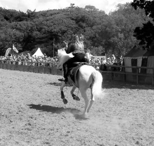 View of horse on field