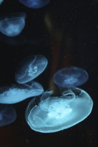 Close-up of jellyfish in water