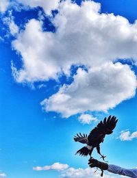 Low angle view of eagle flying against blue sky