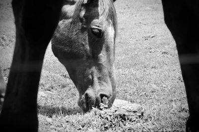 Close-up of horse