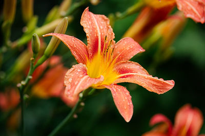 Close-up of raindrops on pink lily