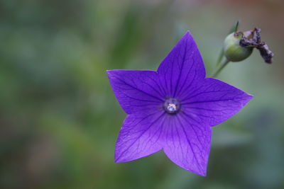 Close-up of purple flower