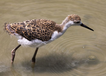 High angle view of duck swimming in lake