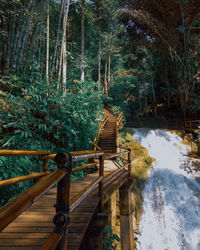 Footbridge over stream amidst trees in forest