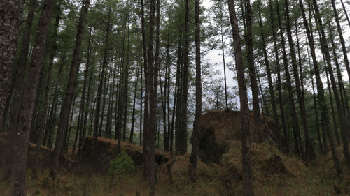 Trees growing on field in forest