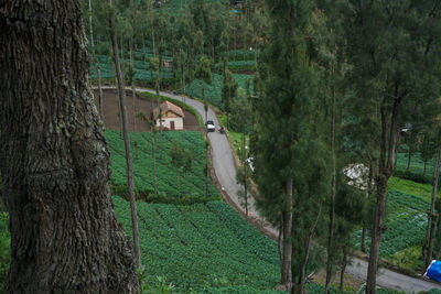 Scenic view of trees in forest