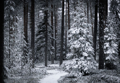 Trees in forest