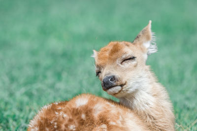 The little white-tailed fawn enjoys spring