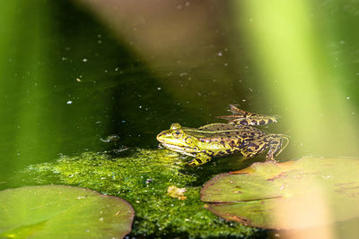 Close-up of frog swimming in sea