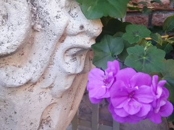 Close-up of pink rose