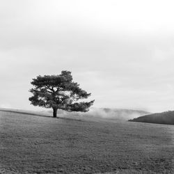 Tree on field against sky