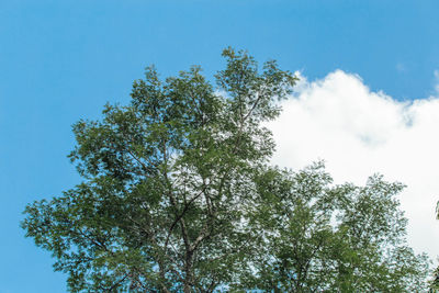 Low angle view of tree against sky