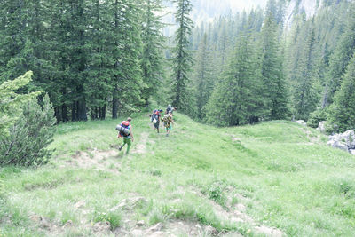 Rear view of hikers walking on field at forest