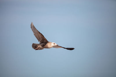 Herring gull larus argentatus on the beach at clam pass among black skimmer terns in naples, florida