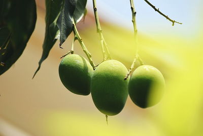 Close-up of green leaves