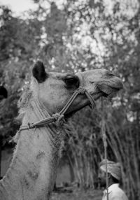 Camel against trees