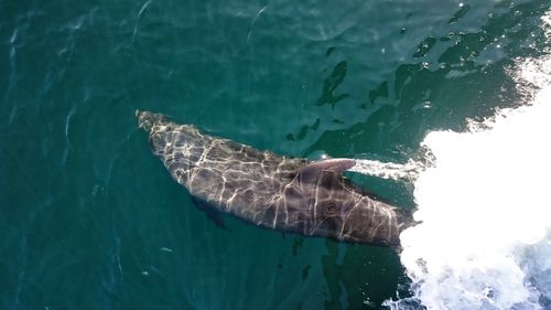 High angle view of turtle swimming in sea