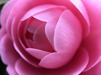 Close-up of fresh pink rose