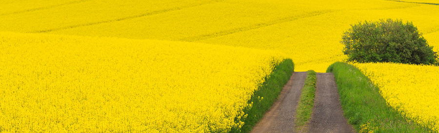Scenic view of oilseed rape field