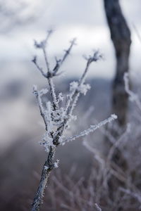 frost