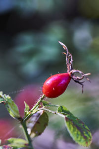 Close-up of red berries growing on plant