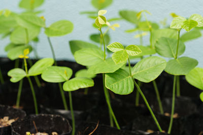 High angle view of plant leaves on field