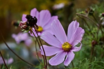 Close-up of pink flowers