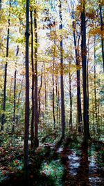 Trees in forest