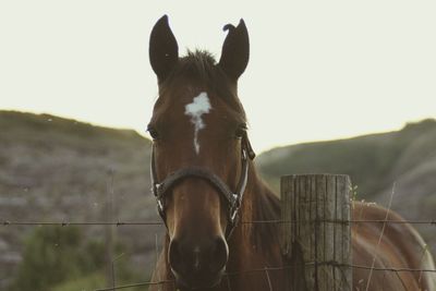 Close-up of horse