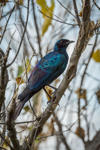 Low angle view of starling perching on branch