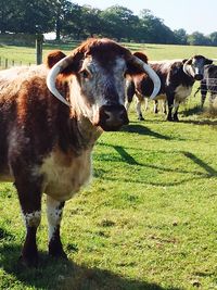 Sheep grazing on grassy field