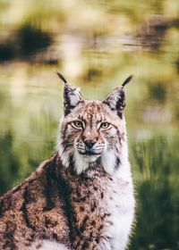Close-up portrait of lynx