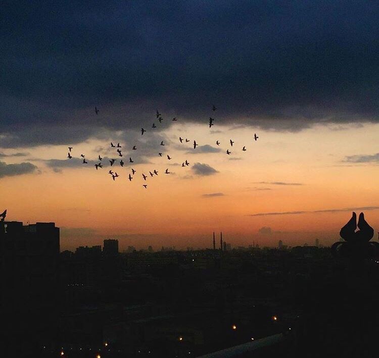 bird, flying, sunset, large group of animals, silhouette, animal themes, flock of birds, sky, animals in the wild, cloud - sky, mid-air, migrating, wildlife, animal wildlife, outdoors, nature, beauty in nature, building exterior, architecture, city, no people, togetherness, built structure, scenics, cityscape, spread wings