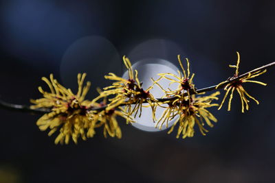 Close-up of witch hazel