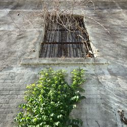 Close-up of plants