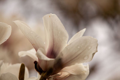 Close-up of white crocus flower