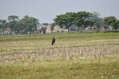 Bird on field by trees against sky