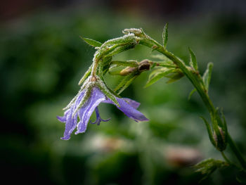 Close-up of flower on plant