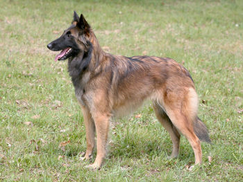 Side view of a dog running on field