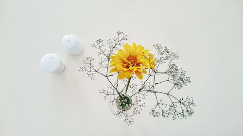 Close-up of yellow flowers against white background