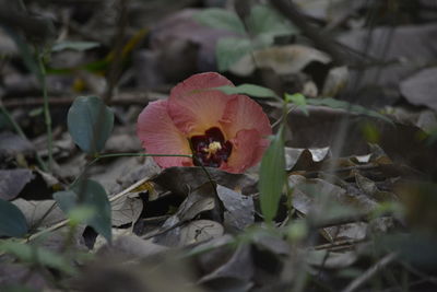 Close-up of butterfly on plant