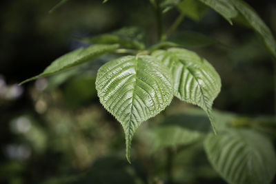 Close-up of fern leaves