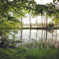 Scenic view of lake by trees against sky