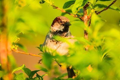 Bird perching on a plant