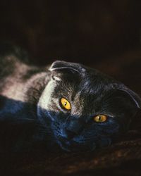 Close-up portrait of black cat