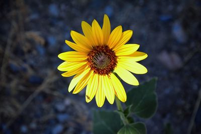 Close-up of yellow flower