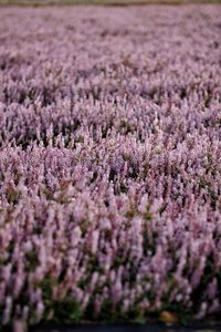 Purple flowering plants on field