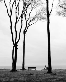 Bare trees on beach against sky