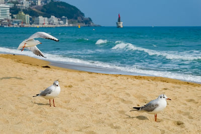 Seagulls walk in the sand on the sea